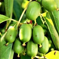 Саженец Аґрус аргута Рогов в контейнере